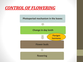 CONTROL OF FLOWERING
Photoperiod mechanism in the leaves
Change in day lenth
Flower buds
flowering
Florigen
hormone
 