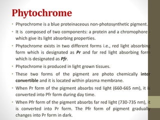 Phytochrome
• Phyrochrome is a blue proteinaceous non-photosynthetic pigment.
• It is composed of two components: a protein and a chromophore -
which give its light absorbing properties.
• Phytochrome exists in two different forms i.e., red light absorbing
form which is designated as Pr and far red light absorbing form
which is designated as Pfr.
• Phytochrome is produced in light grown tissues.
• These two forms of the pigment are photo chemically inter
convertible and it is located within plasma membrane.
• When Pr form of the pigment absorbs red light (660-665 nm), it is
converted into Pfr form during day time.
• When Pfr form of the pigment absorbs far red light (730-735 nm), it
is converted into Pr form. The Pfr form of pigment gradually
changes into Pr form in dark.
 