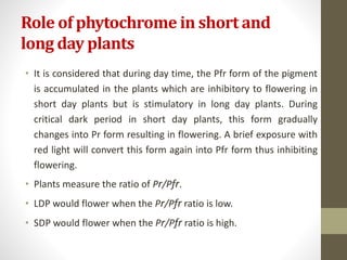 Role of phytochrome in short and
long day plants
• It is considered that during day time, the Pfr form of the pigment
is accumulated in the plants which are inhibitory to flowering in
short day plants but is stimulatory in long day plants. During
critical dark period in short day plants, this form gradually
changes into Pr form resulting in flowering. A brief exposure with
red light will convert this form again into Pfr form thus inhibiting
flowering.
• Plants measure the ratio of Pr/Pfr.
• LDP would flower when the Pr/Pfr ratio is low.
• SDP would flower when the Pr/Pfr ratio is high.
 