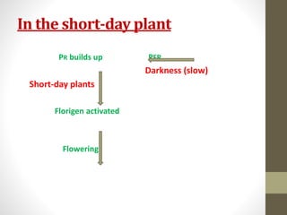 In the short-day plant
PR builds up PFR
Darkness (slow)
Short-day plants
Florigen activated
Flowering
 