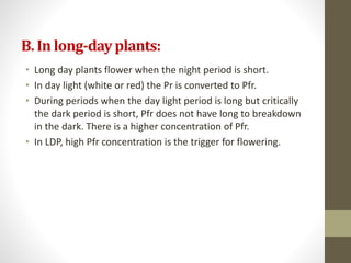 B. In long-dayplants:
• Long day plants flower when the night period is short.
• In day light (white or red) the Pr is converted to Pfr.
• During periods when the day light period is long but critically
the dark period is short, Pfr does not have long to breakdown
in the dark. There is a higher concentration of Pfr.
• In LDP, high Pfr concentration is the trigger for flowering.
 
