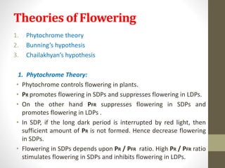 Theories of Flowering
1. Phytochrome theory
2. Bunning’s hypothesis
3. Chailakhyan’s hypothesis
1. Phytochrome Theory:
• Phytochrome controls flowering in plants.
• PR promotes flowering in SDPs and suppresses flowering in LDPs.
• On the other hand PFR suppresses flowering in SDPs and
promotes flowering in LDPs .
• In SDP, if the long dark period is interrupted by red light, then
sufficient amount of PR is not formed. Hence decrease flowering
in SDPs.
• Flowering in SDPs depends upon PR / PFR ratio. High PR / PFR ratio
stimulates flowering in SDPs and inhibits flowering in LDPs.
 