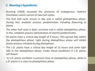 2. Bunning’shypothesis:
• Bunning (1958) assumed the presence of endogenous rhythms
(Oscillator) which consist of two half cycles.
• The first half cycle occurs in day and is called photophilous phase.
During this, anabolic process predominates including flowering in
plants.
• The other half cycle is dark, sensitive and is called skotophilous phase.
In this, catabolic process (dehydration of starch) predominates.
• SD plants have a critical day length of 9 hours. This period falls within
the photophilous phase. Light during skotophilous phase will inhibit
photo process initiated during photophase.
• The L.D. plants have a critical day length of 15 hours and some light
falls in the skotophilous phase. Under these conditions in L.D. plants
will flower.
• In S.D. plants oscillator is present close to skotophilous phase, while in
L.D. plants it is close to photophilous phase.
 