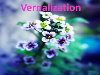 Vernalization
 