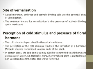 Site of vernalization
• Apical meristem, embryos and actively dividing cells are the potential sites
of vernalization.
• The common feature for vernalization is the presence of actively dividing
apical meristems.
Perception of cold stimulus and presence of floral
hormone
• The cold stimulus is perceived by the apical meristems.
• The perception of the cold stimulus results in the formation of a hormone
Vernalin which is transmitted to other parts of the plant.
• In certain cases, the cold stimulus may even be transmitted to another plant
across a graft union. Eg. Henbane. Here, if a vernalized plant is grafted to an
non-vernalized plant the later also shows flowering.
 
