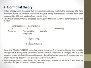 2. Hormonal theory
• It has already been described that vernalization probably involves the formation of a floral
hormone called as vernalin. Based on this fact, many hypothetical schemes have been
proposed by different workers from time to time.
• The first hormonal theory proposed by Long and Melchers (1947) is schematically shown
below.
cold treatment normal temp.
A B C Flowering
Precursor Thermolabile Vernalin
compound
Higher temp.
D (doesn’t flower)
• Lang and Melcher’s (1947) suggested that a precursor A is converted into a thermolabile
compound B during cold treatment. Under normal conditions B changes into a stable
product (C Vernalin) which causes flowering. But at higher temperature B is converted into
D and flowering does not take place due to devernalization.
• Further experiments have shown that vernalin acts in association with the flower inducing
stimulus, florigen in order to induce flowering.
 
