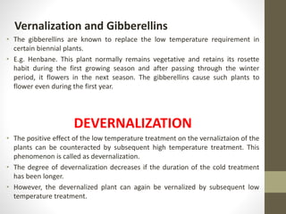Vernalization and Gibberellins
• The gibberellins are known to replace the low temperature requirement in
certain biennial plants.
• E.g. Henbane. This plant normally remains vegetative and retains its rosette
habit during the first growing season and after passing through the winter
period, it flowers in the next season. The gibberellins cause such plants to
flower even during the first year.
DEVERNALIZATION
• The positive effect of the low temperature treatment on the vernaliztaion of the
plants can be counteracted by subsequent high temperature treatment. This
phenomenon is called as devernalization.
• The degree of devernalization decreases if the duration of the cold treatment
has been longer.
• However, the devernalized plant can again be vernalized by subsequent low
temperature treatment.
 
