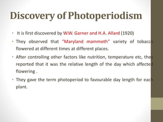 Discovery of Photoperiodism
• It is first discovered by W.W. Garner and H.A. Allard (1920)
• They observed that “Maryland mammoth” variety of tobacco
flowered at different times at different places.
• After controlling other factors like nutrition, temperature etc, they
reported that it was the relative length of the day which affected
flowering .
• They gave the term photoperiod to favourable day length for each
plant.
 