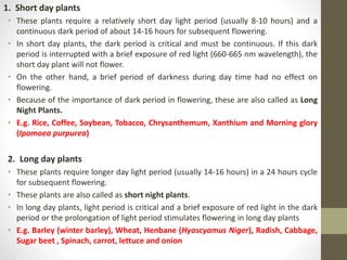 1. Short day plants
• These plants require a relatively short day light period (usually 8-10 hours) and a
continuous dark period of about 14-16 hours for subsequent flowering.
• In short day plants, the dark period is critical and must be continuous. If this dark
period is interrupted with a brief exposure of red light (660-665 nm wavelength), the
short day plant will not flower.
• On the other hand, a brief period of darkness during day time had no effect on
flowering.
• Because of the importance of dark period in flowering, these are also called as Long
Night Plants.
• E.g. Rice, Coffee, Soybean, Tobacco, Chrysanthemum, Xanthium and Morning glory
(Ipomoea purpurea)
2. Long day plants
• These plants require longer day light period (usually 14-16 hours) in a 24 hours cycle
for subsequent flowering.
• These plants are also called as short night plants.
• In long day plants, light period is critical and a brief exposure of red light in the dark
period or the prolongation of light period stimulates flowering in long day plants
• E.g. Barley (winter barley), Wheat, Henbane (Hyoscyamus Niger), Radish, Cabbage,
Sugar beet , Spinach, carrot, lettuce and onion
 
