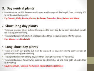 3. Day neutral plants
• Indeterminate or DNP flowers readily over a wide range of day length from relatively SDL
to continuous illumination.
• E.g. Tomato, Chilly, Potato, Cotton, Sunflower, Cucumber, Peas, Balsam and Maize
4. Short-long day plants
• These are long day plants but must be exposed to short day during early periods of growth
for subsequent flowering.
• These plants require first short photoperiod and then long photoperiod for flowering.
• E.g. Winter rye , Candy tuft
5. Long-short day plants
• These are short day plants but must be exposed to long days during early periods of
growth for subsequent flowering.
• These plants require first long days and then short photoperiod for flowering.
• These plants do not flower when exposed to either SD or LD and need both LD and SD for
its flowering.
• E.g. Bryophllum , Cestrum Nocturnum (Night blooming Jasmine)
 