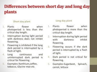 Differences between short day and long day
plants
Short day plant
1. Plants flower when
photoperiod is less than the
critical day length.
2. Interruption during light period
with darkness does not inhibit
flowering.
3. Flowering is inhibited if the long
dark period is interrupted by a
flash of light.
4. Long continuous and
uninterrupted dark period is
critical for flowering.
5. Examples-Xanthium,coffee,
tobacco, Glycine max etc.
Long day plant
1. Plants flower when
photoperiod is more than the
critical day length.
2. Interruption during light period
with darkness inhibit
flowering.
3. Flowering occurs if the dark
period is interrupted by a flash
of light.
4. Dark period is not critical for
flowering.
5. Examples-Sugarbeet, Spinach,
carrot, lettuce
 