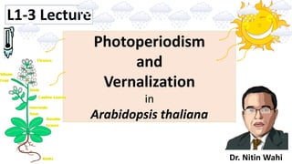 Photoperiodism
and
Vernalization
in
Arabidopsis thaliana
Dr. Nitin Wahi
L1-3 Lecture
 
