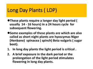 Long Day Plants ( LDP)
These plants require a longer day light period (
usually 14 - 16 hours) in a 24 hours cycle for
subsequent flowering.
Some examples of these plants are which are also
called as short night plants are hyoscymas Niger
(Henbane) spinacea ( spinch) Beta vulgaris ( sugar
beet).
1. In long day plants the light period is critical .
2. A brief exposure in the dark period or the
prolongation of the light period stimulates
flowering in long day plants.
 