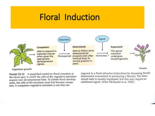 Floral Induction
 