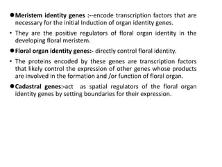 Meristem identity genes :--encode transcription factors that are
necessary for the initial Induction of organ identity genes.
• They are the positive regulators of floral organ identity in the
developing floral meristem.
Floral organ identity genes:- directly control floral identity.
• The proteins encoded by these genes are transcription factors
that likely control the expression of other genes whose products
are involved in the formation and /or function of floral organ.
Cadastral genes:-act as spatial regulators of the floral organ
identity genes by setting boundaries for their expression.
 