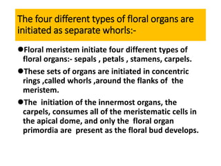 The four different types of floral organs are
initiated as separate whorls:-
Floral meristem initiate four different types of
floral organs:- sepals , petals , stamens, carpels.
These sets of organs are initiated in concentric
rings ,called whorls ,around the flanks of the
meristem.
The initiation of the innermost organs, the
carpels, consumes all of the meristematic cells in
the apical dome, and only the floral organ
primordia are present as the floral bud develops.
 