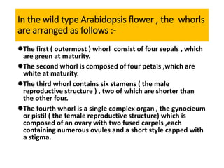 In the wild type Arabidopsis flower , the whorls
are arranged as follows :-
The first ( outermost ) whorl consist of four sepals , which
are green at maturity.
The second whorl is composed of four petals ,which are
white at maturity.
The third whorl contains six stamens ( the male
reproductive structure ) , two of which are shorter than
the other four.
The fourth whorl is a single complex organ , the gynocieum
or pistil ( the female reproductive structure) which is
composed of an ovary with two fused carpels ,each
containing numerous ovules and a short style capped with
a stigma.
 