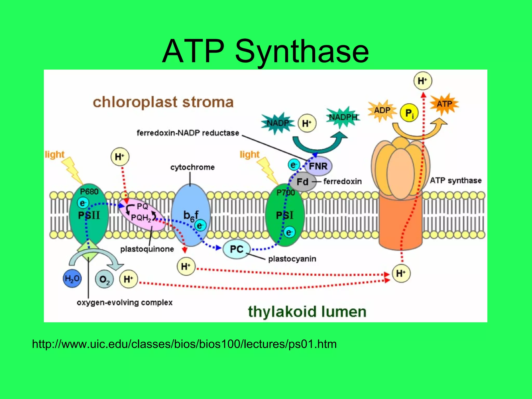ATP Synthase




http://www.uic.edu/classes/bios/bios100/lectures/ps01.htm
 