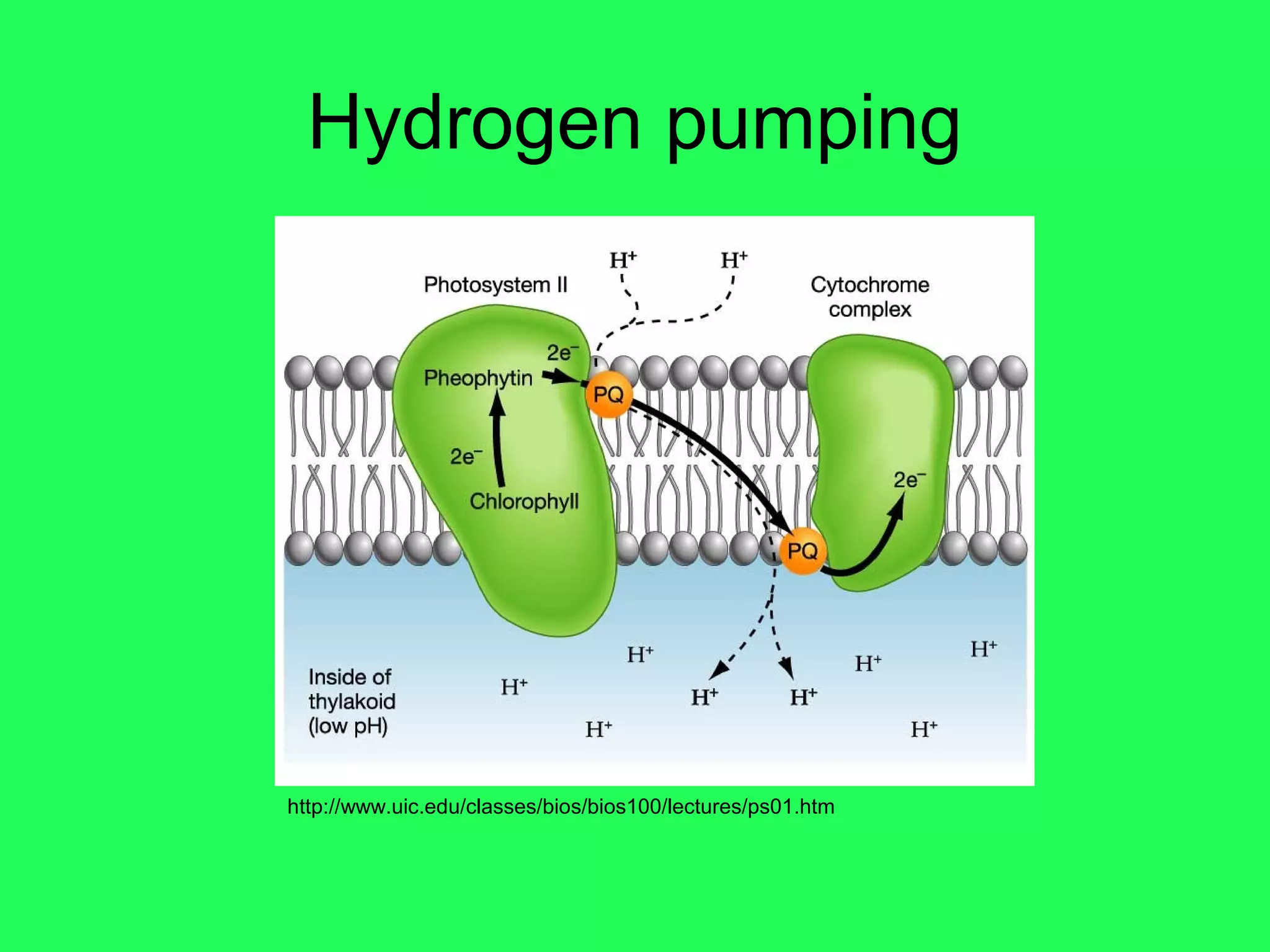 Hydrogen pumping




http://www.uic.edu/classes/bios/bios100/lectures/ps01.htm
 
