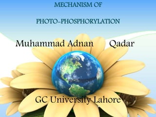 MECHANISM OF
PHOTO-PHOSPHORYLATION
Muhammad Adnan Qadar
GC University Lahore
 