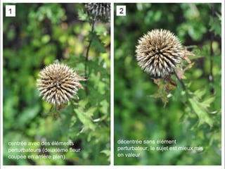 53
centrée avec des éléments
perturbateurs (deuxième fleur
coupée en arrière plan)
décentrée sans élément
perturbateur, le sujet est mieux mis
en valeur
 
