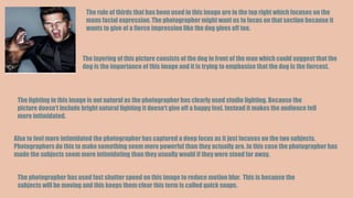The rule of thirds that has been used in this image are in the top right which focuses on the
mans facial expression. The photographer might want us to focus on that section because it
wants to give of a fierce impression like the dog gives off too.
The layering of this picture consists of the dog in front of the man which could suggest that the
dog is the importance of this image and it is trying to emphasise that the dog is the fiercest.
The lighting in this image is not natural as the photographer has clearly used studio lighting. Because the
picture doesn’t include bright natural lighting it doesn’t give off a happy feel. Instead it makes the audience fell
more intimidated.
Also to feel more intimidated the photographer has captured a deep focus as it just focuses on the two subjects.
Photographers do this to make something seem more powerful than they actually are. In this case the photographer has
made the subjects seem more intimidating than they usually would if they were stood far away.
The photographer has used fast shutter speed on this image to reduce motion blur. This is because the
subjects will be moving and this keeps them clear this term is called quick snaps.
 