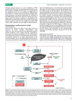 Photoprotection in plants | PDF