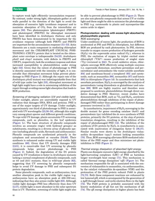 Photoprotection in plants | PDF