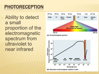 PHOTORECEPTION
• Ability to detect
a small
proportion of the
electromagnetic
spectrum from
ultraviolet to
near infrared
Figure 7.27
 