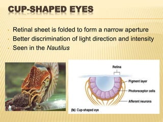 CUP-SHAPED EYES
• Retinal sheet is folded to form a narrow aperture
• Better discrimination of light direction and intensity
• Seen in the Nautilus
 