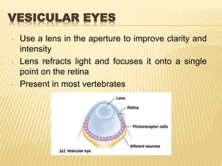 VESICULAR EYES
• Use a lens in the aperture to improve clarity and
intensity
• Lens refracts light and focuses it onto a single
point on the retina
• Present in most vertebrates
 