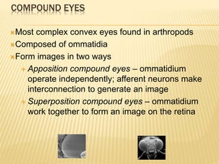 COMPOUND EYES
Most complex convex eyes found in arthropods
Composed of ommatidia
Form images in two ways
 Apposition compound eyes – ommatidium
operate independently; afferent neurons make
interconnection to generate an image
 Superposition compound eyes – ommatidium
work together to form an image on the retina
 