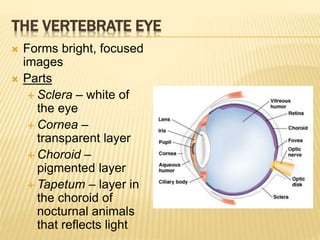 THE VERTEBRATE EYE
 Forms bright, focused
images
 Parts
 Sclera – white of
the eye
 Cornea –
transparent layer
 Choroid –
pigmented layer
 Tapetum – layer in
the choroid of
nocturnal animals
that reflects light
 