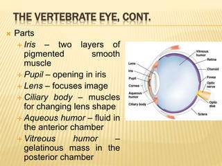THE VERTEBRATE EYE, CONT.
 Parts
 Iris – two layers of
pigmented smooth
muscle
 Pupil – opening in iris
 Lens – focuses image
 Ciliary body – muscles
for changing lens shape
 Aqueous humor – fluid in
the anterior chamber
 Vitreous humor –
gelatinous mass in the
posterior chamber
 
