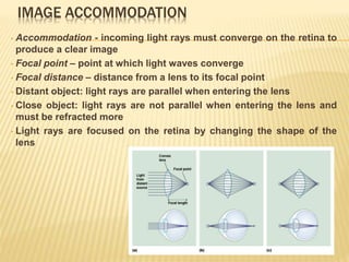 IMAGE ACCOMMODATION
• Accommodation - incoming light rays must converge on the retina to
produce a clear image
• Focal point – point at which light waves converge
• Focal distance – distance from a lens to its focal point
• Distant object: light rays are parallel when entering the lens
• Close object: light rays are not parallel when entering the lens and
must be refracted more
• Light rays are focused on the retina by changing the shape of the
lens
 