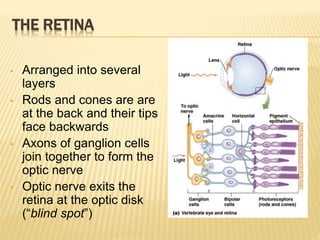 THE RETINA
• Arranged into several
layers
• Rods and cones are are
at the back and their tips
face backwards
• Axons of ganglion cells
join together to form the
optic nerve
• Optic nerve exits the
retina at the optic disk
(“blind spot”)
 