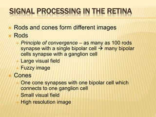 SIGNAL PROCESSING IN THE RETINA
 Rods and cones form different images
 Rods
 Principle of convergence – as many as 100 rods
synapse with a single bipolar cell  many bipolar
cells synapse with a ganglion cell
 Large visual field
 Fuzzy image
 Cones
 One cone synapses with one bipolar cell which
connects to one ganglion cell
 Small visual field
 High resolution image
 