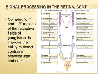 SIGNAL PROCESSING IN THE RETINA, CONT.
 Complex “on”
and “off” regions
of the receptive
fields of
ganglion cells
improve their
ability to detect
contrasts
between light
and dark
Figure 7.39
 
