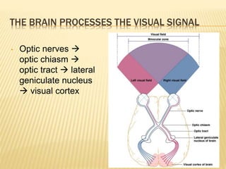 THE BRAIN PROCESSES THE VISUAL SIGNAL
• Optic nerves 
optic chiasm 
optic tract  lateral
geniculate nucleus
 visual cortex
Figure 7.41
 