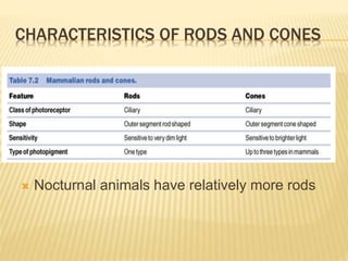 CHARACTERISTICS OF RODS AND CONES
 Nocturnal animals have relatively more rods
 