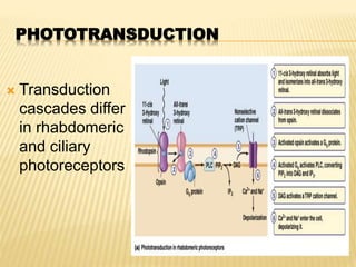 PHOTOTRANSDUCTION
 Transduction
cascades differ
in rhabdomeric
and ciliary
photoreceptors
 