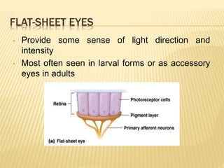 FLAT-SHEET EYES
• Provide some sense of light direction and
intensity
• Most often seen in larval forms or as accessory
eyes in adults
 