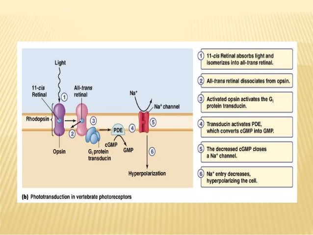 Photoreception (1)