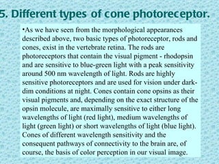 5. Different types of cone photorec eptor.
    •As we have seen from the morphological appearances
    described above, two basic types of photoreceptor, rods and
    cones, exist in the vertebrate retina. The rods are
    photoreceptors that contain the visual pigment - rhodopsin
    and are sensitive to blue-green light with a peak sensitivity
    around 500 nm wavelength of light. Rods are highly
    sensitive photoreceptors and are used for vision under dark-
    dim conditions at night. Cones contain cone opsins as their
    visual pigments and, depending on the exact structure of the
    opsin molecule, are maximally sensitive to either long
    wavelengths of light (red light), medium wavelengths of
    light (green light) or short wavelengths of light (blue light).
    Cones of different wavelength sensitivity and the
    consequent pathways of connectivity to the brain are, of
    course, the basis of color perception in our visual image.
 