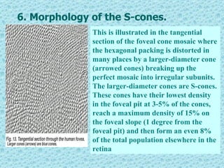 6. Morphology of the S-cones.
              This is illustrated in the tangential
              section of the foveal cone mosaic where
              the hexagonal packing is distorted in
              many places by a larger-diameter cone
              (arrowed cones) breaking up the
              perfect mosaic into irregular subunits.
              The larger-diameter cones are S-cones.
              These cones have their lowest density
              in the foveal pit at 3-5% of the cones,
              reach a maximum density of 15% on
              the foveal slope (1 degree from the
              foveal pit) and then form an even 8%
              of the total population elsewhere in the
              retina
 