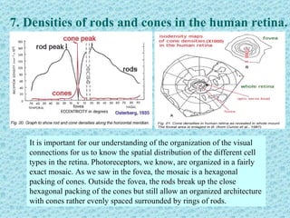7. Densities of rods and cones in the human retina.




   It is important for our understanding of the organization of the visual
   connections for us to know the spatial distribution of the different cell
   types in the retina. Photoreceptors, we know, are organized in a fairly
   exact mosaic. As we saw in the fovea, the mosaic is a hexagonal
   packing of cones. Outside the fovea, the rods break up the close
   hexagonal packing of the cones but still allow an organized architecture
   with cones rather evenly spaced surrounded by rings of rods.
 