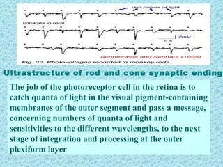 Ultrastructure of rod and cone synaptic endings
 The job of the photoreceptor cell in the retina is to
 catch quanta of light in the visual pigment-containing
 membranes of the outer segment and pass a message,
 concerning numbers of quanta of light and
 sensitivities to the different wavelengths, to the next
 stage of integration and processing at the outer
 plexiform layer
 