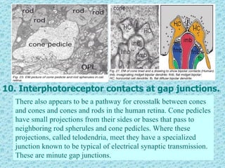 10. Interphotoreceptor contacts at gap junctions.
  There also appears to be a pathway for crosstalk between cones
  and cones and cones and rods in the human retina. Cone pedicles
  have small projections from their sides or bases that pass to
  neighboring rod spherules and cone pedicles. Where these
  projections, called telodendria, meet they have a specialized
  junction known to be typical of electrical synaptic transmission.
  These are minute gap junctions.
 
