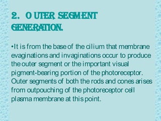 2. o uter segment
genera tIon.
•It is from the base of the cilium that membrane
evaginations and invaginations occur to produce
the outer segment or the important visual
pigment-bearing portion of the photoreceptor.
Outer segments of both the rods and cones arises
from outpouching of the photoreceptor cell
plasma membrane at this point.
 
