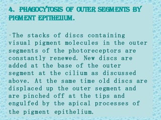 4. phagocytosIs of outer segments by
pIgment epItheLIum.

• T he s ta c ks o f d is cs co nt a in in g
v is ua l p ig me n t mo le c ul es in t he ou te r
s eg me nt s o f t he p ho t or ec e pt or s a re
c on st an t ly r e ne we d. Ne w d is cs a r e
a dd ed a t t he ba se o f t he ou te r
s eg me nt at t h e ci li u m as di sc us s ed
a bo ve . A t th e s am e t im e o ld d is c s ar e
d is pl ac e d up th e ou t er s e gm en t a nd
a re p in c he d o ff a t t he t i ps a nd
e ng ul fe d b y t he a pi c al p r oc es se s o f
t he p ig m en t ep it he l iu m.
 